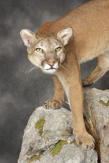 Mountain Lion Life Size Mounts, Full Body Mountain Lion Cougar Mounts